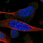 Atlas Antibodies Anti-ARHGEF19 Antibody