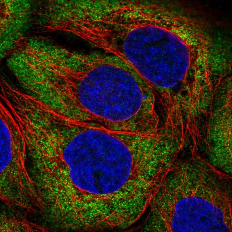Atlas Antibodies Anti-ARHGEF3 Antibody