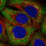 Atlas Antibodies Anti-ARHGEF3 Antibody
