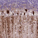 Atlas Antibodies Anti-ARHGEF33 Antibody