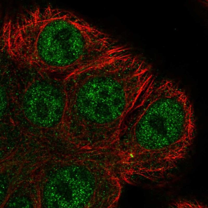 Atlas Antibodies Anti-ARHGEF38 Antibody