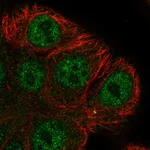 Atlas Antibodies Anti-ARHGEF38 Antibody