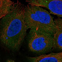 Atlas Antibodies Anti-ARHGEF40 Antibody