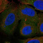 Atlas Antibodies Anti-ARHGEF40 Antibody