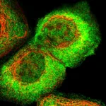 Atlas Antibodies Anti-ARHGEF5 Antibody