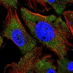 Atlas Antibodies Anti-ARHGEF9 Antibody