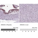 Atlas Antibodies Anti-ARID3A Antibody
