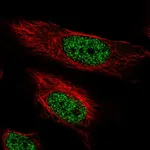 Atlas Antibodies Anti-ARIH2 Antibody