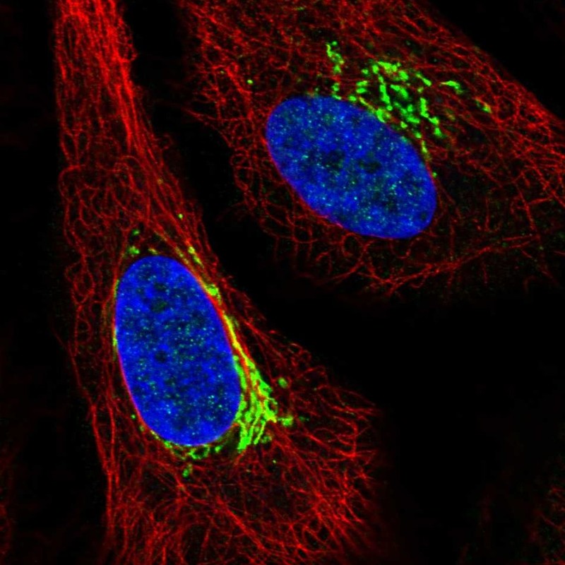 Atlas Antibodies Anti-ARIH1 Antibody