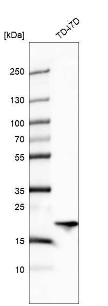 Atlas Antibodies Anti-ARL1 Antibody