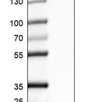 Atlas Antibodies Anti-ARL1 Antibody