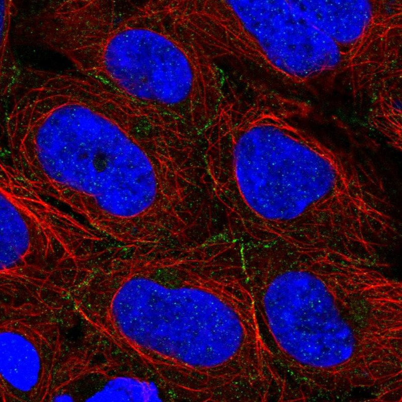 Atlas Antibodies Anti-ARVCF Antibody