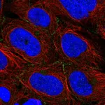 Atlas Antibodies Anti-ARVCF Antibody