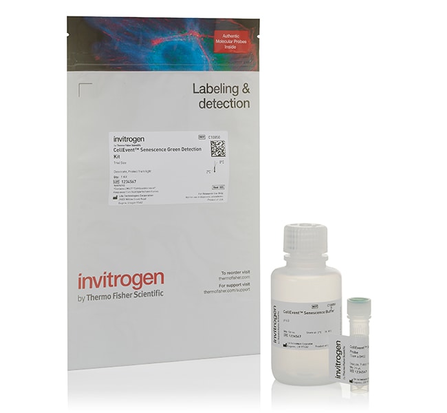 Thermo Fisher Scientific CellEvent Senescence Green Detection Kit, 25 μL