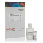 Thermo Fisher Scientific CellEvent Senescence Green Detection Kit, 25 μL