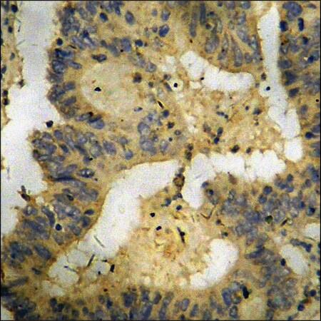 Merck Anti-phospho-CaMK4 (pThr196/200) antibody produced in rabbit