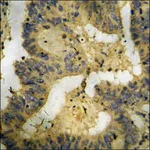 Merck Anti-phospho-CaMK4 (pThr196/200) antibody produced in rabbit