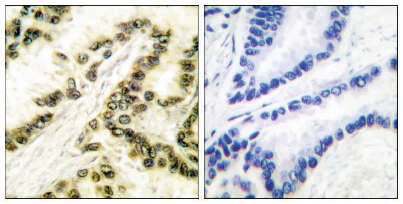 Merck Anti-AP-2 antibody produced in rabbit