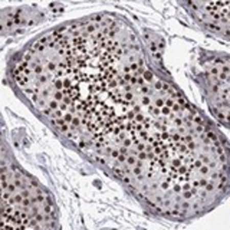 Merck Anti-SURF2 antibody produced in rabbit