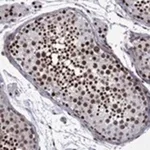 Merck Anti-SURF2 antibody produced in rabbit