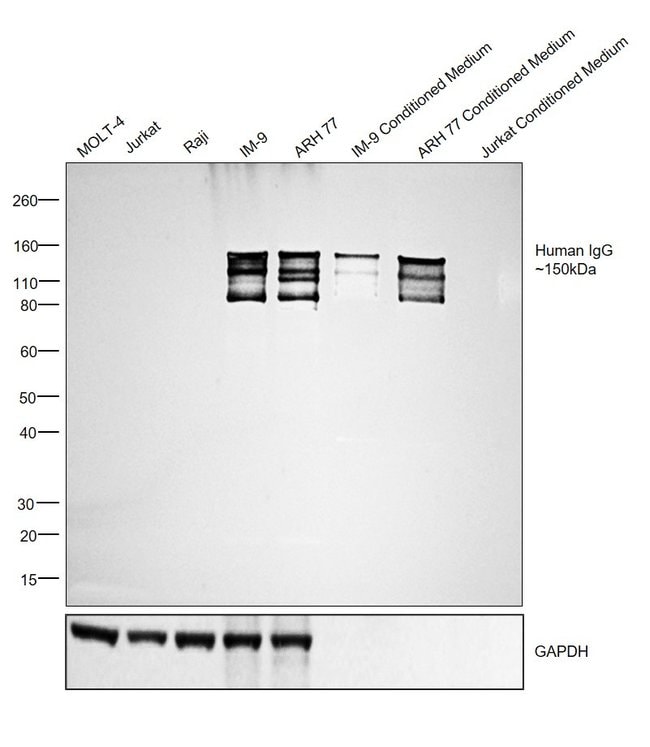 Thermo Fisher Scientific Rabbit anti-Human IgG (H+L) Secondary Antibody, HRP