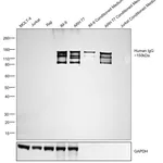 Thermo Fisher Scientific Rabbit anti-Human IgG (H+L) Secondary Antibody, HRP