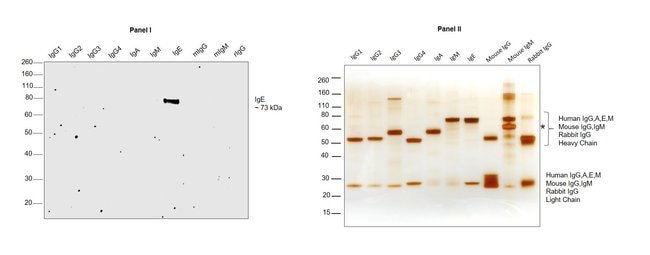 Thermo Fisher Scientific Mouse anti-Human IgE Secondary Antibody, HRP