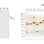 Thermo Fisher Scientific Mouse anti-Human IgE Secondary Antibody, HRP