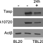 Merck MONOCLONAL ANTI-ACTIN ANTIBODY PROD&