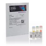 Thermo Fisher Scientific Chromatin Condensation & Membrane Permeability Dead Cell Apoptosis Kit with Hoechst 33342, YO-PRO-1, and PI dyes, for flow cytometry