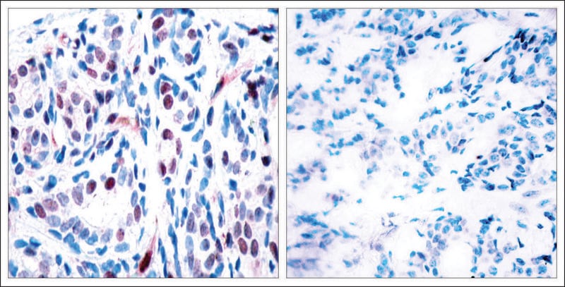 Merck Anti-phospho-STAT3 (pTyr705) antibody produced in rabbit