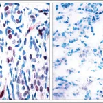 Merck Anti-phospho-STAT3 (pTyr705) antibody produced in rabbit