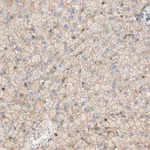 Merck Anti-STOM antibody produced in rabbit