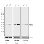 Thermo Fisher Scientific Mouse anti-Rabbit IgG (H+L) Cross-Adsorbed Secondary Antibody, HRP