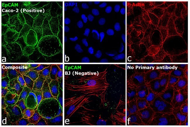 Thermo Fisher Scientific Rabbit anti-Mouse IgG (H+L) Secondary Antibody, FITC