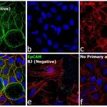 Thermo Fisher Scientific Rabbit anti-Mouse IgG (H+L) Secondary Antibody, FITC