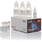 Thermo Fisher Scientific Alexa Fluor 647 Tyramide SuperBoost Kit, goat anti-mouse IgG