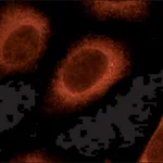 Merck Anti-Rab8 antibody produced in rabbit