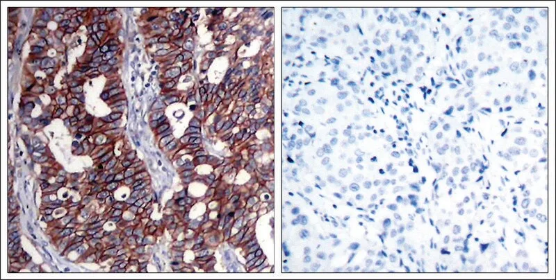 Merck Anti-ERBB2 (Ab-1221/1222) antibody produced in rabbit