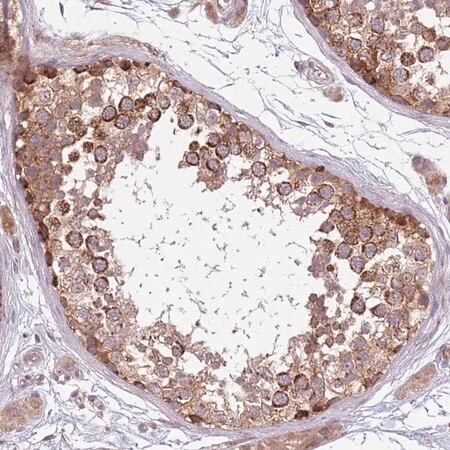 Merck Anti-PLD6 antibody produced in rabbit