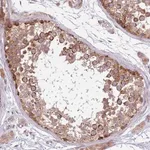 Merck Anti-PLD6 antibody produced in rabbit