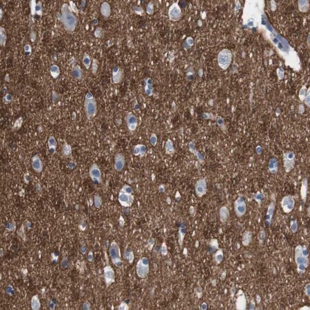 Merck Anti-IGSF8 antibody produced in rabbit