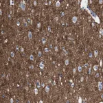 Merck Anti-IGSF8 antibody produced in rabbit