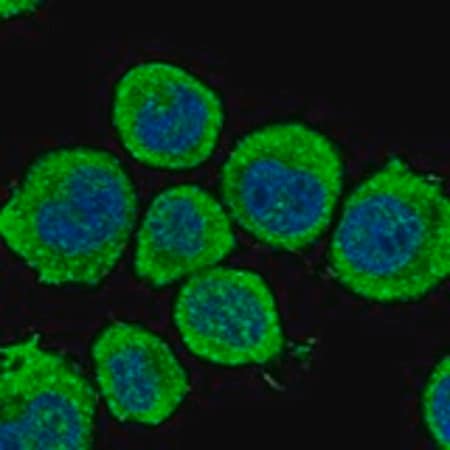 Merck Anti-GAD1 antibody produced in rabbit