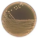 Merck M-17 AgarNutriSelect Basic