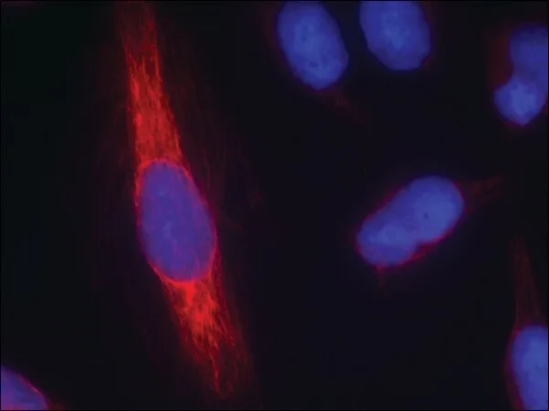 Merck Anti-NOS1 (Ab-852) antibody produced in rabbit