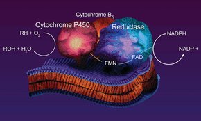 Merck CYTOCHROME B5