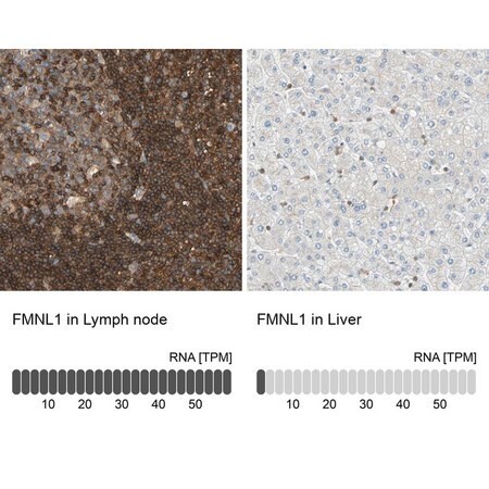 Merck Anti-FMNL1 antibody produced in rabbit