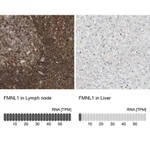 Merck Anti-FMNL1 antibody produced in rabbit