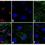 Thermo Fisher Scientific Goat anti-Rabbit IgG (H+L) Cross-Adsorbed Secondary Antibody, DyLight 550